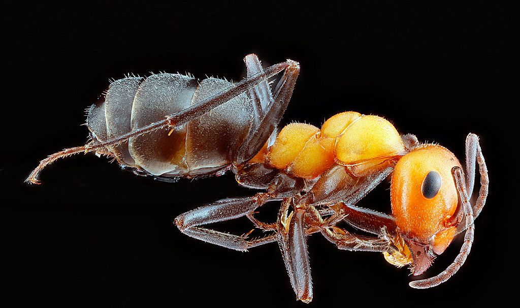 Ant Control service in Sioux Falls, SD