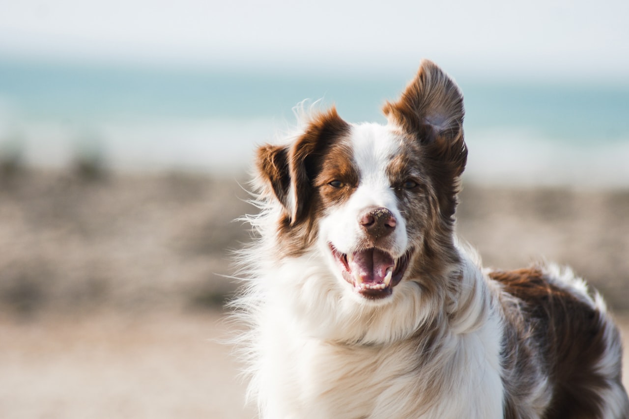 Flea & Tick Control service in Sioux Falls, SD