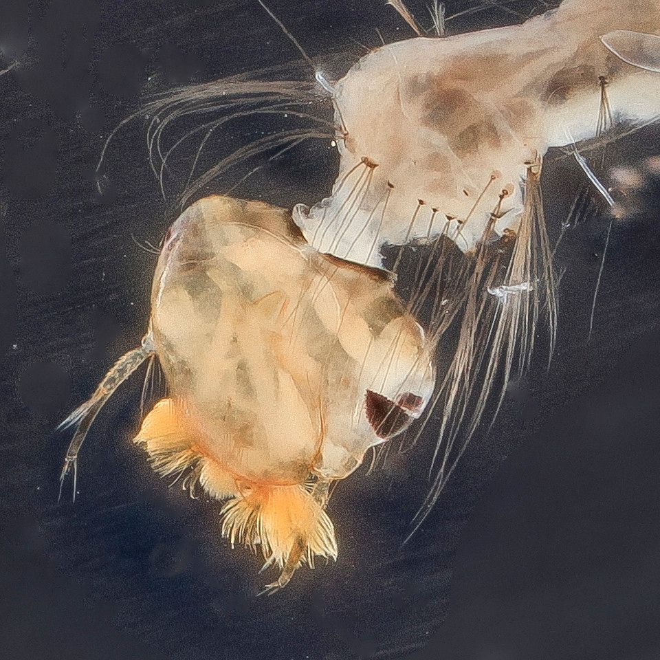 Mosquito Control service in Sioux Falls, SD