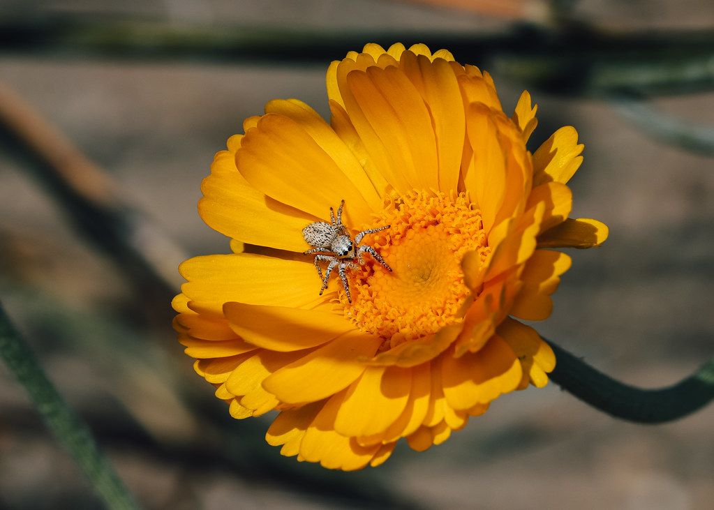 Spider Control service in Sioux Falls, SD